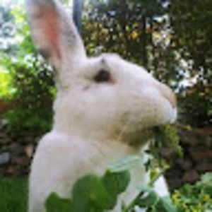 Meet your Posher, Teeko